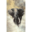 Fototapet Elefant african Marburg