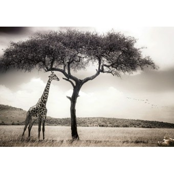Fototapet natura WG 5084-8...