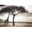 Fototapet natura WG 5084-8 384x260 cm