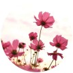 Fototapet floral WG NW8950 140x140 cm
