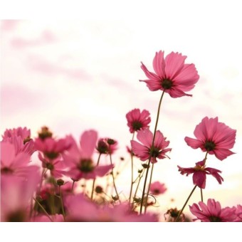 Fototapet floral WG P1037...