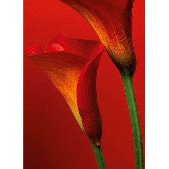 Fototapet floral WG 00406...