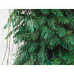 Fototapet Jungla tropicala Monstera