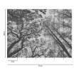 fototapet-padure-alb-negru-dimensiuni