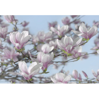Fototapet Magnolii