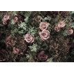 Fototapet Velvet Roses