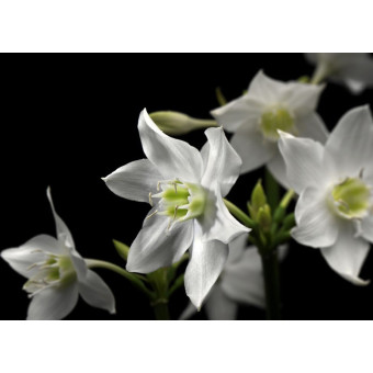 Fototapet floral - Crini de...
