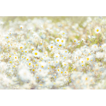 Fototapet floral Margarete