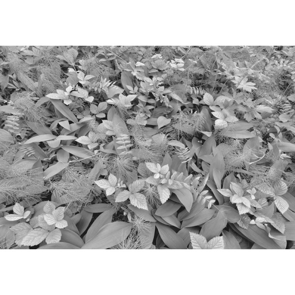 Fototapet alb-negru Forest Floor